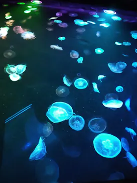 すみだ水族館に投稿された画像（2020/8/30）