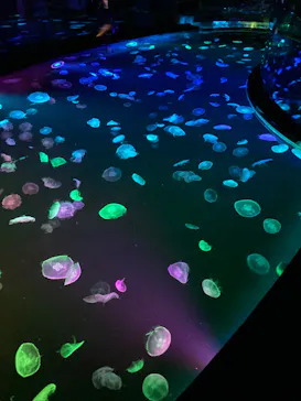 すみだ水族館に投稿された画像（2020/8/30）