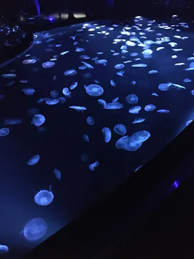 すみだ水族館に投稿された画像（2020/8/30）