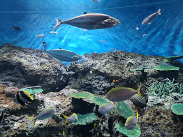 アクアワールド茨城県大洗水族館に投稿された画像（2020/8/30）