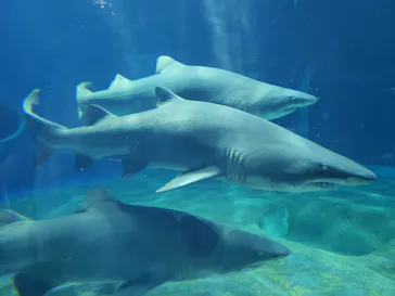 アクアワールド茨城県大洗水族館に投稿された画像（2020/8/30）
