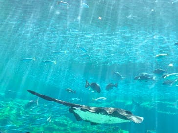 九十九島水族館海きららに投稿された画像（2020/8/30）