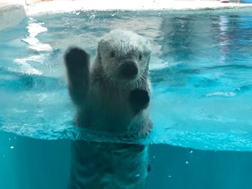 鳥羽水族館に投稿された画像（2020/8/30）