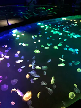 すみだ水族館に投稿された画像（2020/8/30）