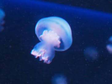 京都水族館に投稿された画像（2020/8/30）