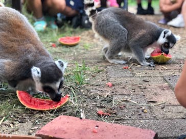 九十九島動植物園森きららに投稿された画像（2020/8/30）