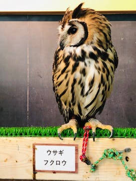 Moff animal cafe iias つくば店に投稿された画像（2020/8/30）