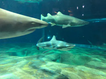アクアワールド茨城県大洗水族館に投稿された画像（2020/8/30）