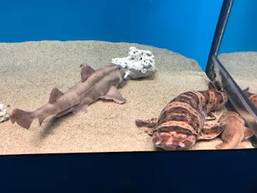 アクアワールド茨城県大洗水族館に投稿された画像（2020/8/30）