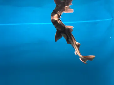 アクアワールド茨城県大洗水族館に投稿された画像（2020/8/30）