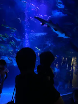 すみだ水族館に投稿された画像（2020/8/30）