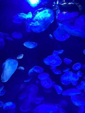 サンシャイン水族館に投稿された画像（2020/8/30）