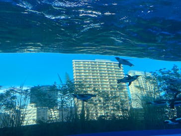 サンシャイン水族館に投稿された画像（2020/8/30）