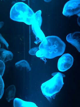 京都水族館に投稿された画像（2020/8/30）