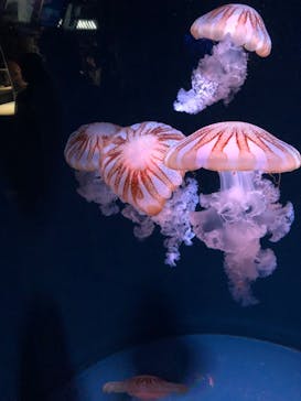 京都水族館に投稿された画像（2020/8/30）