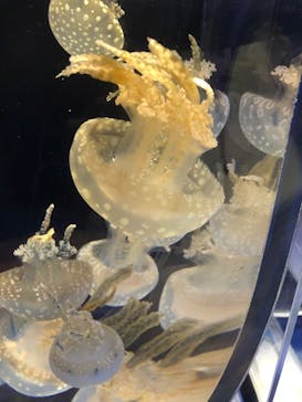 京都水族館に投稿された画像（2020/8/30）