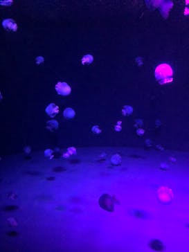 京都水族館に投稿された画像（2020/8/30）