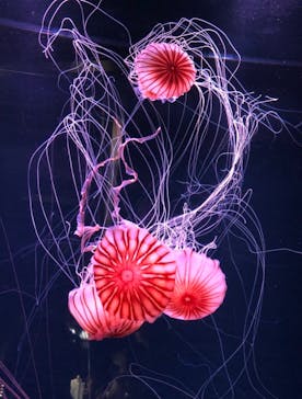 京都水族館に投稿された画像（2020/8/30）