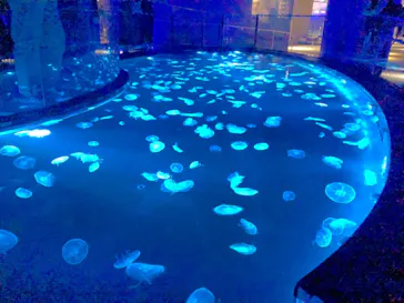 すみだ水族館に投稿された画像（2020/8/30）