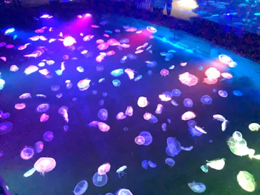 すみだ水族館に投稿された画像（2020/8/30）