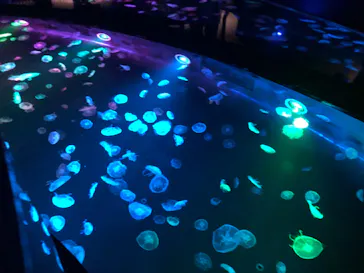 すみだ水族館に投稿された画像（2020/8/30）