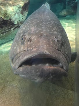 九十九島水族館海きららに投稿された画像（2020/8/30）