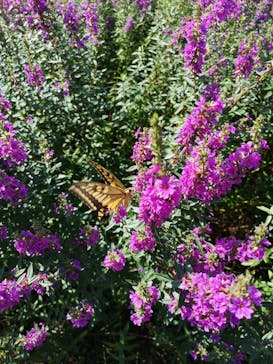 びわ湖バレイに投稿された画像（2020/8/30）