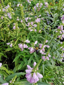 びわ湖バレイに投稿された画像（2020/8/30）