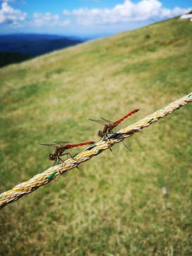 びわ湖バレイに投稿された画像（2020/8/30）