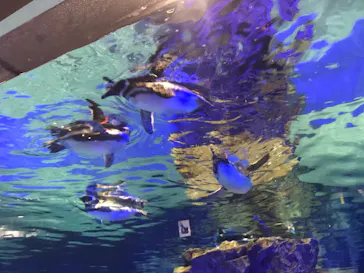 すみだ水族館に投稿された画像（2020/8/30）