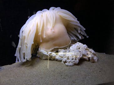 伊豆・三津シーパラダイスに投稿された画像（2020/8/30）