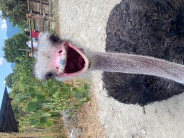 群馬サファリパークに投稿された画像（2020/8/30）