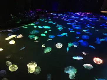 すみだ水族館に投稿された画像（2020/8/30）