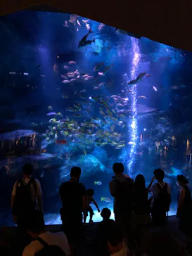 すみだ水族館に投稿された画像（2020/8/30）