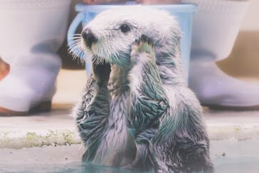 鳥羽水族館に投稿された画像（2020/8/30）