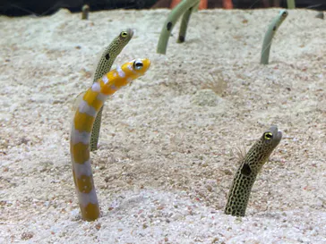 すみだ水族館に投稿された画像（2020/8/30）