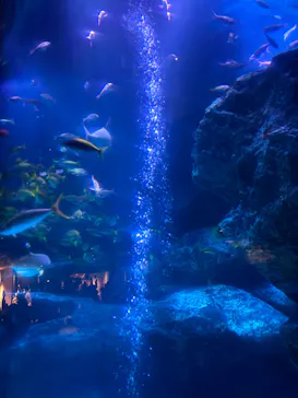 すみだ水族館に投稿された画像（2020/8/30）