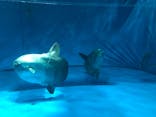 アクアワールド茨城県大洗水族館に投稿された画像（2020/8/30）