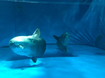 アクアワールド茨城県大洗水族館に投稿された画像（2020/8/30）