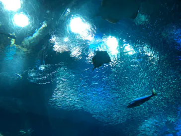 アクアワールド茨城県大洗水族館に投稿された画像（2020/8/30）