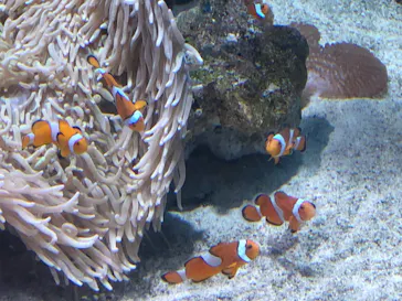 アクアワールド茨城県大洗水族館に投稿された画像（2020/8/30）