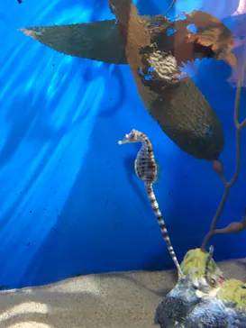アクアワールド茨城県大洗水族館に投稿された画像（2020/8/30）