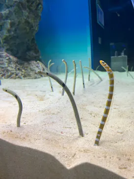 アクアワールド茨城県大洗水族館に投稿された画像（2020/8/30）