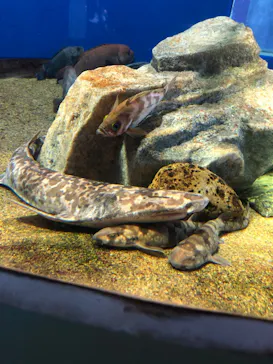 アクアワールド茨城県大洗水族館に投稿された画像（2020/8/30）