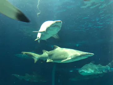 アクアワールド茨城県大洗水族館に投稿された画像（2020/8/30）