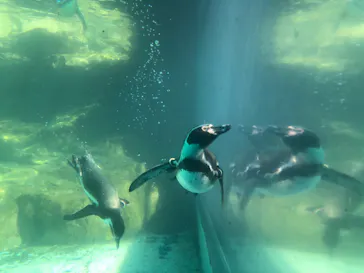 アクアワールド茨城県大洗水族館に投稿された画像（2020/8/30）