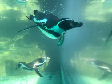 アクアワールド茨城県大洗水族館に投稿された画像（2020/8/30）