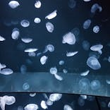 サンシャイン水族館に投稿された画像（2020/8/30）