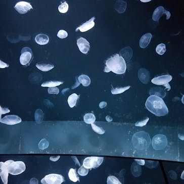 サンシャイン水族館に投稿された画像（2020/8/30）