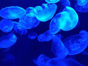 サンシャイン水族館に投稿された画像（2020/8/30）